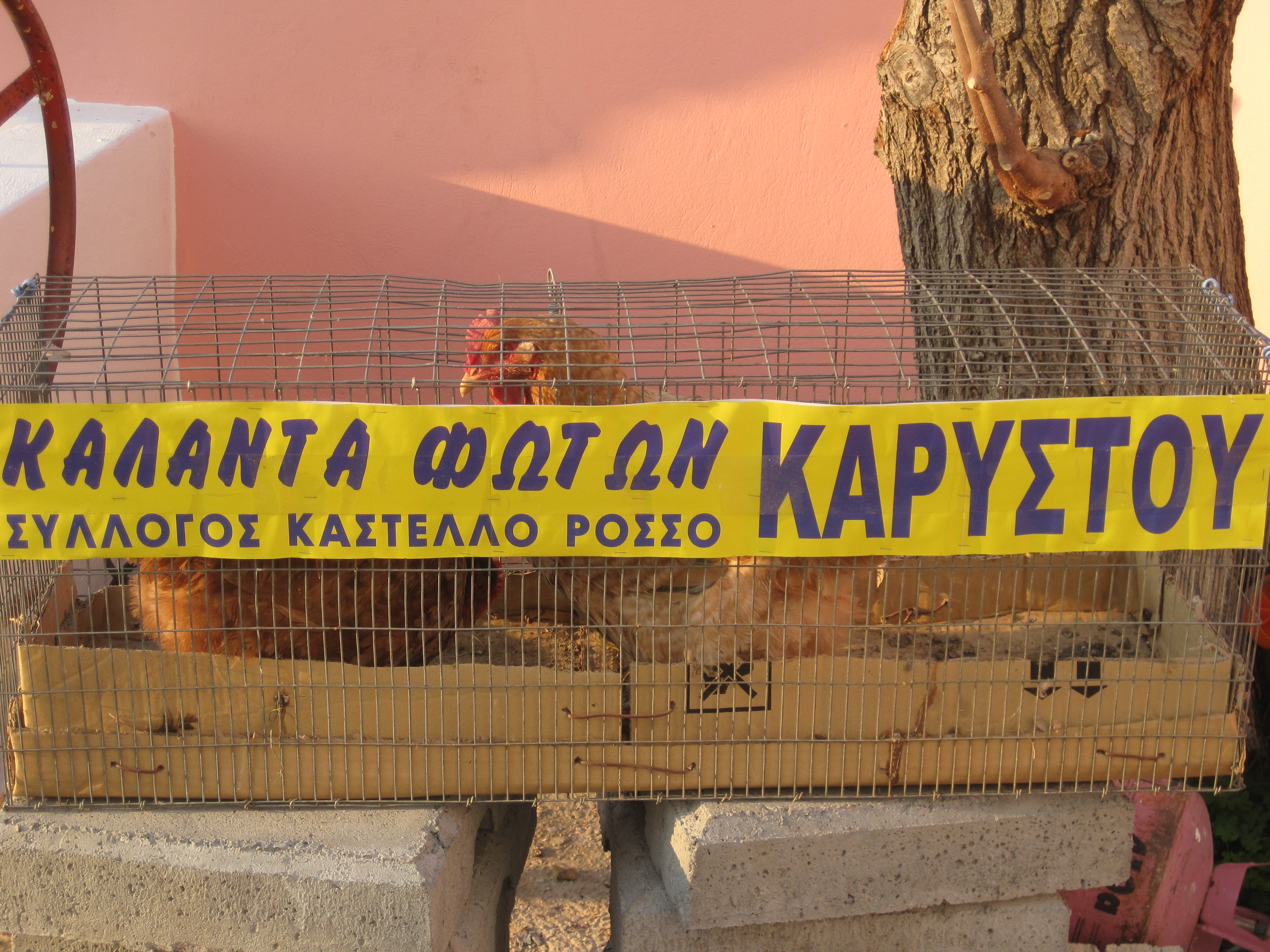ΚΟΤΟΜΑΖΩΜΑ 2012 001.jpg